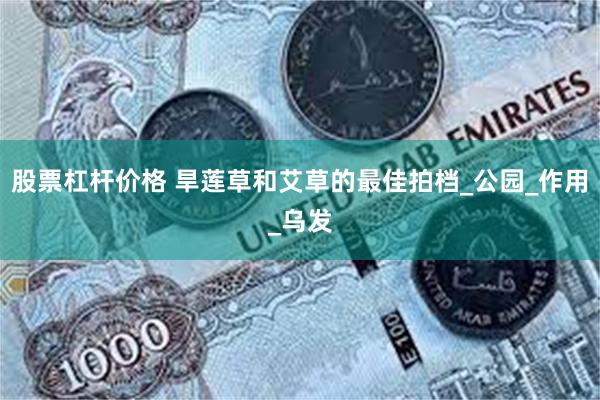 股票杠杆价格 旱莲草和艾草的最佳拍档_公园_作用_乌发